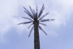 thaimal2010_0088