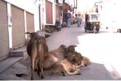 indien2002_0115_2160