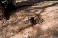 indien2002_0126_2160