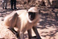 indien2002_0128_2160