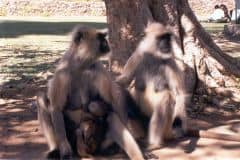 indien2002_0129_2160