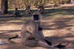 indien2002_0133_2160