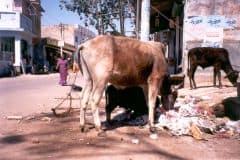 indien2002_0146_2160
