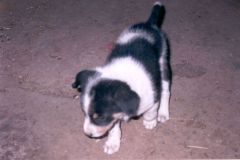 indien2002_0151_2160