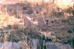 indien2002_0155_2160