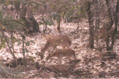 indien2002_0156_2160