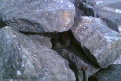 juvewerd_0005_2160