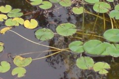 DSC02581